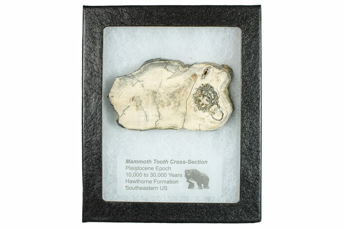 Mammoth Molar Slice With Case - South Carolina #291078